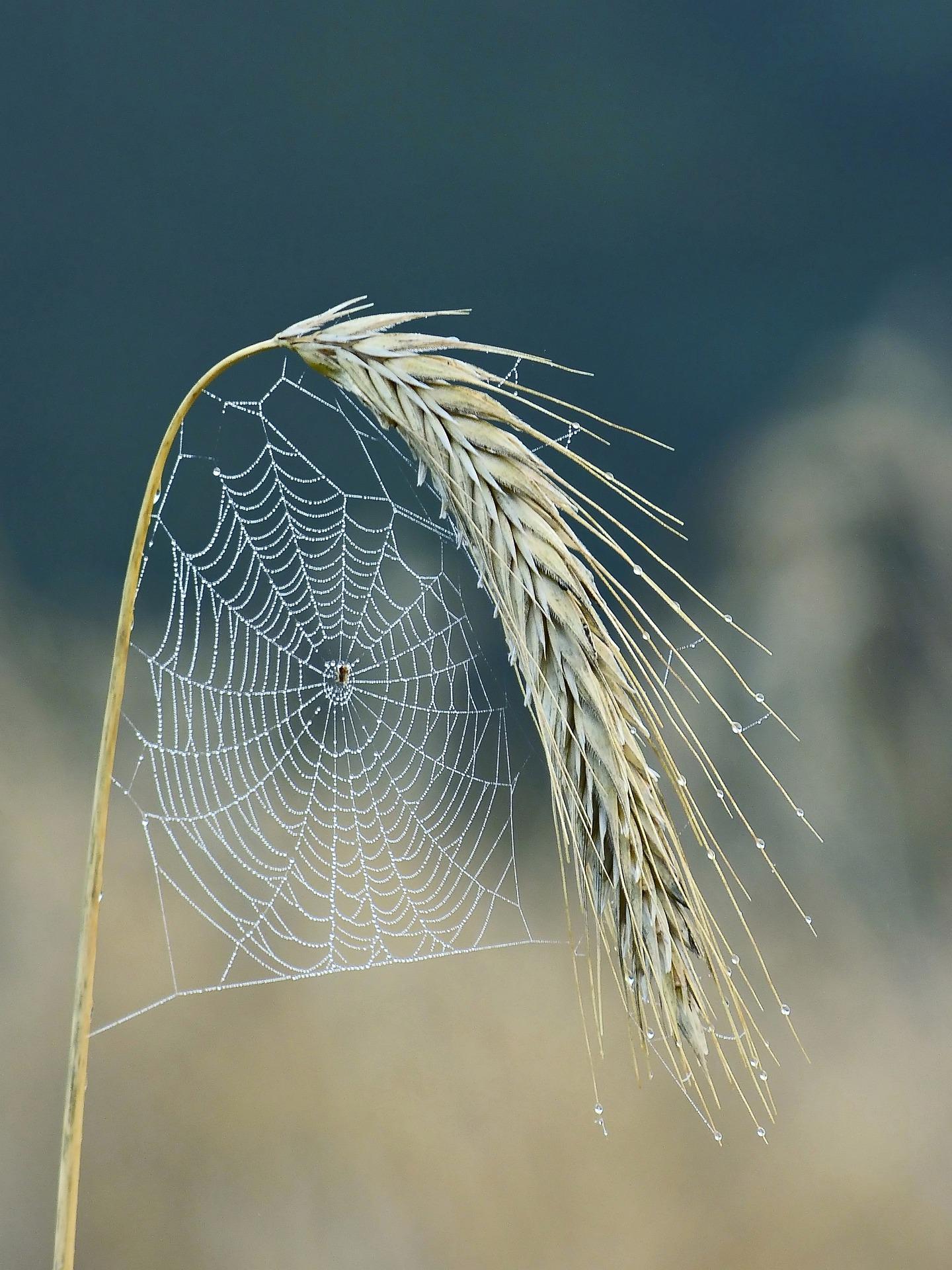 Spinnennetz